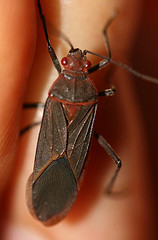 Leptocoris amictus