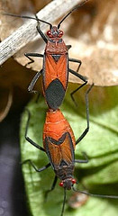 Leptocoris mutilatus