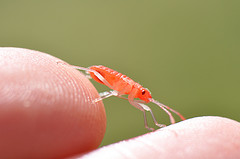 Recently molted Jadera haematoloma nymph