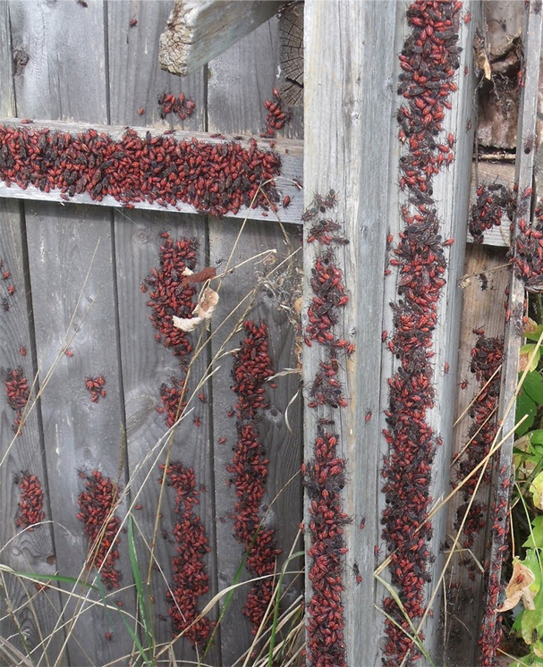 How To get rid of Boxelder Bugs?