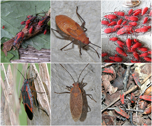 Top row: nymphs, bottom row: adults