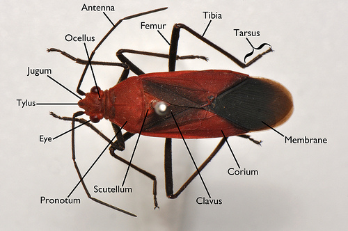 Bug Anatomy