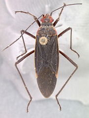 Jadera obscura