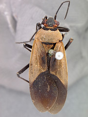 Leptocoris nigrofasciatus