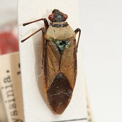 Leptocoris affinis