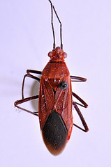 Leptocoris cf isolatus