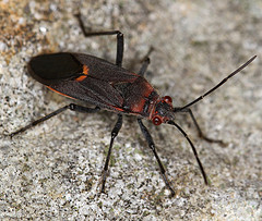 Leptocoris mitellatus