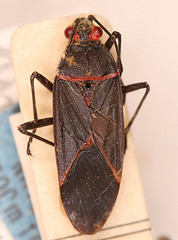 Leptocoris paramictus