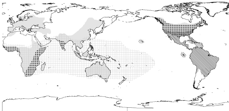 Serinethinae distribution