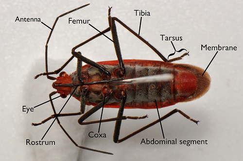 Ventral anatomy of soapberry bug