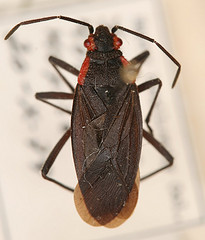 Jadera diaphona