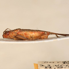 Jadera similaris