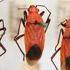 Leptocoris chevreuxi