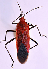 Leptocoris abdominalis abdominalis