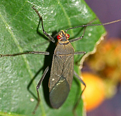 Leptocoris aethiops