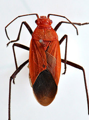 Leptocoris augur