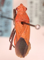 Leptocoris griseiventris