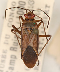 Leptocoris intermedia