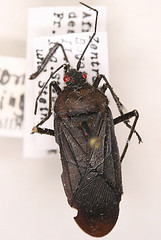 Leptocoris lanuginosa