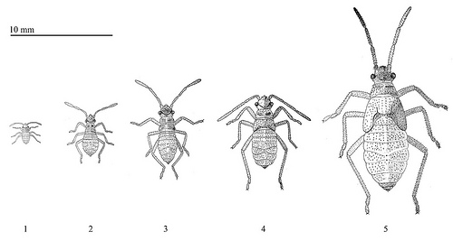 Leptocoris mitellatus instars