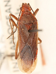 Leptocoris subrufescens
