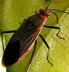 Leptocoris tagalicus